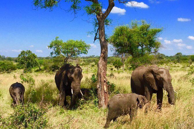 3 day Private Authentic Kruger Park Safari Experience - What’s Included and What’s Not