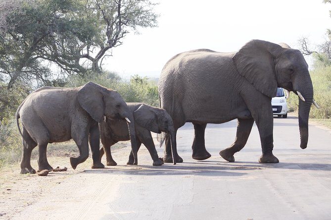 3 day Private Authentic Kruger Park Safari Experience - Value for Money