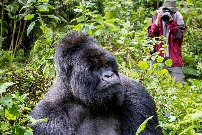 3-Day Private Guided Gorilla Trekking In Uganda - A Complete Guide to the 3-Day Gorilla Trekking Tour in Uganda
