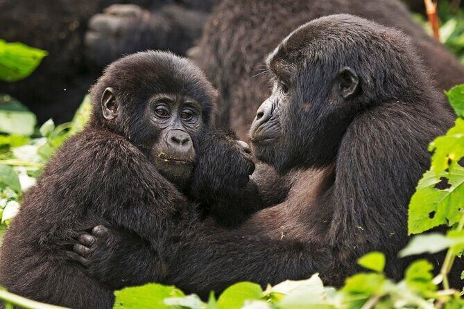 3-Day Private Guided Gorilla Trekking In Uganda - Who Will Love This Tour?