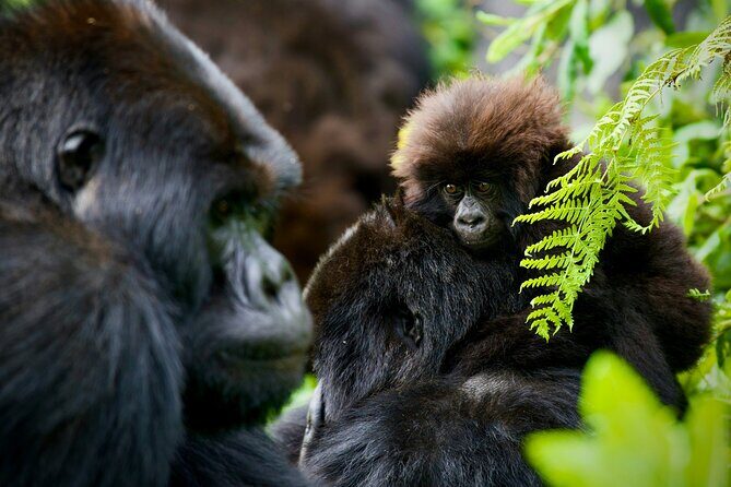 3-Day Private Guided Gorilla Trekking In Uganda - Final Thoughts: Is This Tour Worth It?
