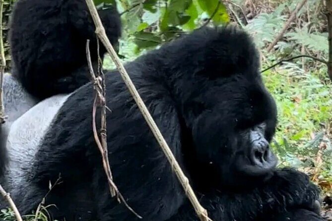 3-Day Private Guided Gorilla Trekking Uganda and Batwa Experience - Key Points