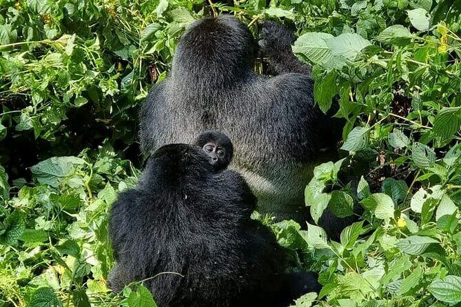3-Day Private Guided Gorilla Trekking Uganda and Batwa Experience - An In-Depth Look at the Experience