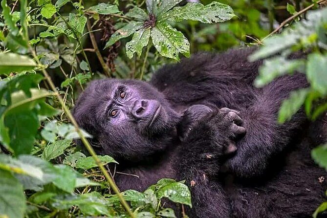3-Day Private Guided Gorilla Trekking Uganda and Batwa Experience - Practical Tips for Future Travelers