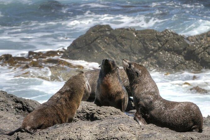 3-Day Private Guided Tour to Cape Town Top Attractions - Final Thoughts