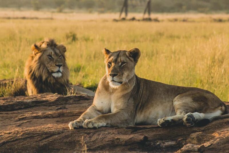 3-Day Private Midrange Serengeti Ngorongoro Tour with Flight - Key Points