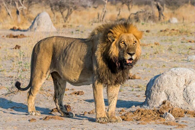 3-Day Private Midrange Serengeti Ngorongoro Tour with Flight - Wildlife Encounters & Guides