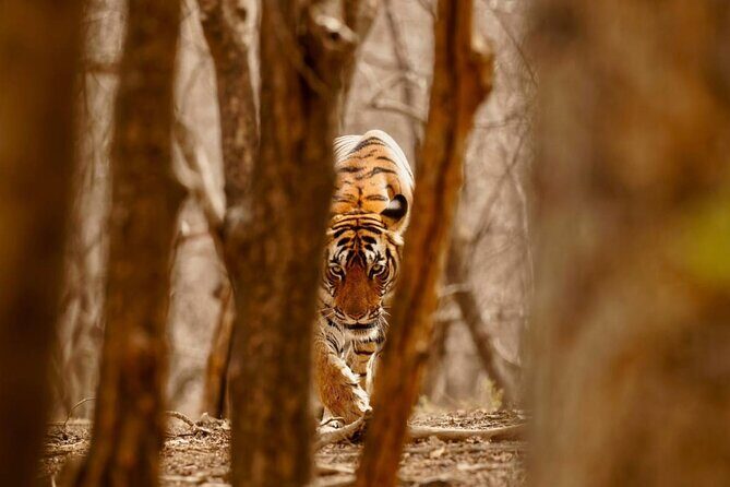 3-Day Private Ranthambhore Tiger Tour Including Delhi, Agra, Jaipur - The Experience: What You’ll Love