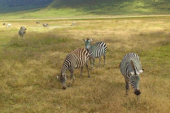 3 Day Private Safari in Serengeti and Ngorongoro National Park - Final Thoughts: Is This Safari for You?