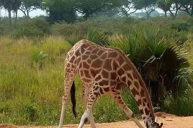 3-Day Private Safari of Murchison Falls National Park - Introduction: Who Is This Tour For?