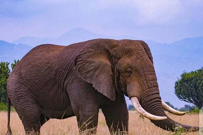 3-Day Private Safari of Murchison Falls National Park - Day 3: Farewell and Return to Kampala