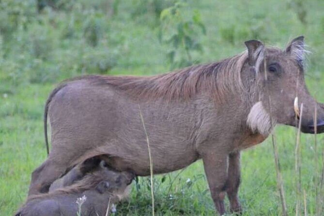 3-Day Private Safari of Murchison Falls National Park - The Experience: What Makes It Special