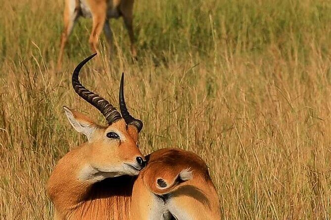 3-Day Private Safari of Murchison Falls National Park - Final Thoughts