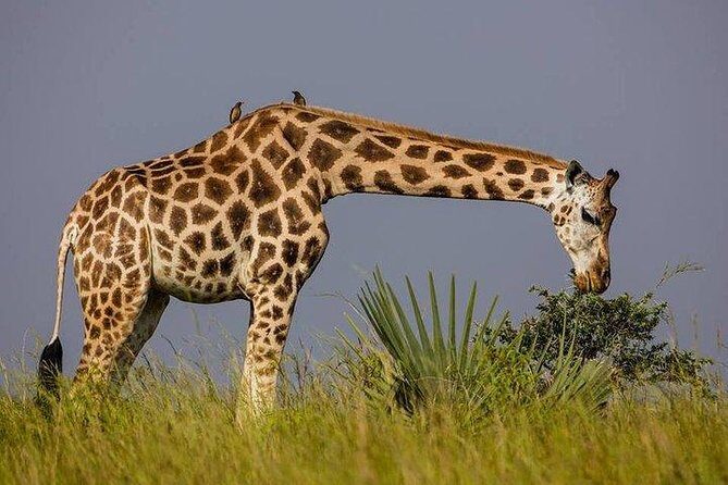 3 Day Private safari to Murchison Falls National Park with Big Five Experience - Introduction to the Safari Experience