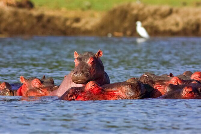3 Day Private safari to Murchison Falls National Park with Big Five Experience - Who Should Consider This Tour