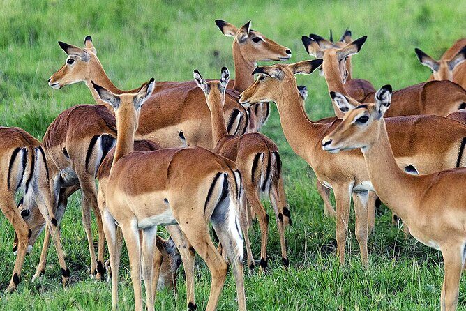 3 Day Private safari to Murchison Falls National Park with Big Five Experience - The Sum Up