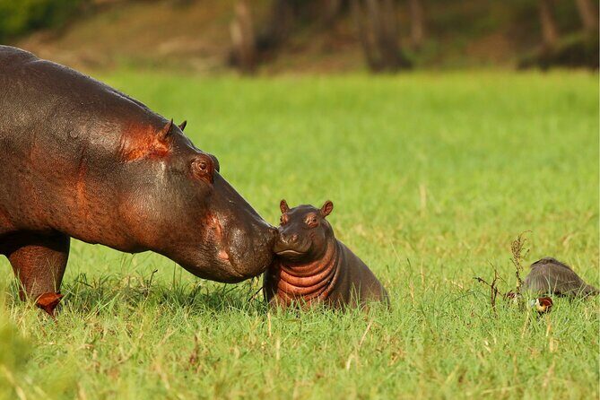 3 Day Private safari to Murchison Falls National Park with Big Five Experience - FAQ