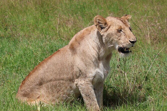 3 Day Private Tour in Maasai Mara with Lodge Luxury with Jeep - The Itinerary: What to Expect Each Day