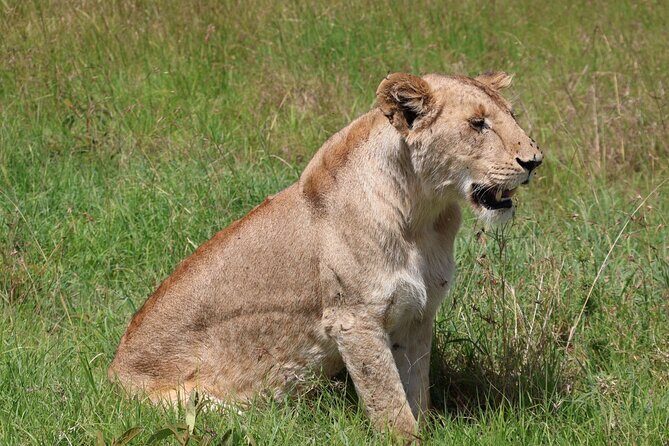 3 Day Private Tour in Maasai Mara with Lodge Luxury with Jeep - Who Will Enjoy This Safari?