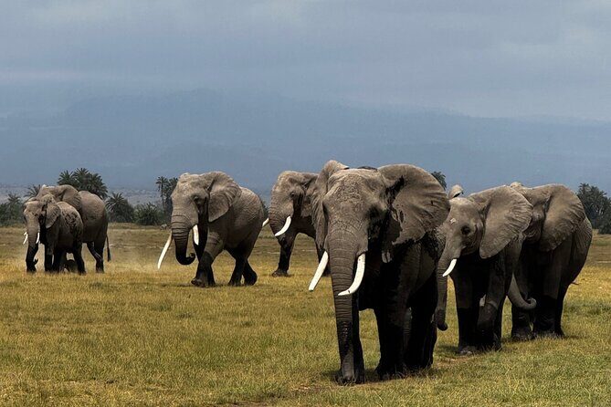 3 Day Private Tour in Maasai Mara with Lodge Luxury with Jeep - The Sum Up
