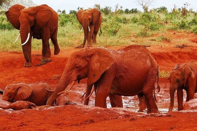 3-Day Private Tour in Tsavo East and Tsavo West - An Introduction to the 3-Day Tsavo Safari