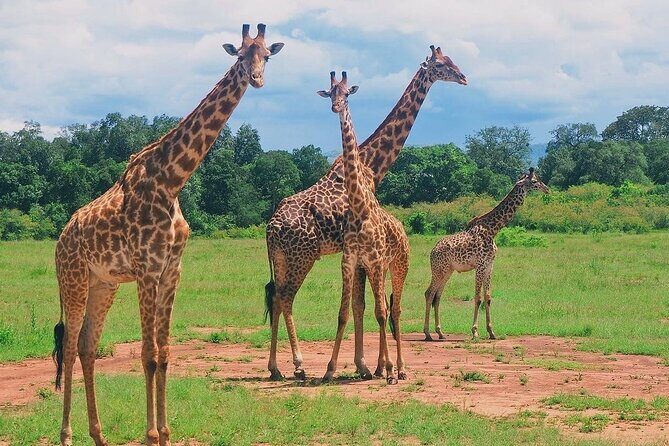 3-Day Private Tour in Tsavo West National Parks - An In-Depth Look at the 3-Day Tsavo Safari