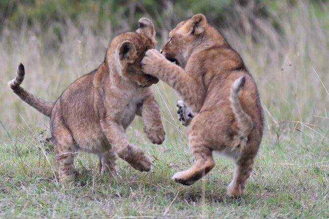 3-Day Private Tour in Tsavo West National Parks - The Sum Up