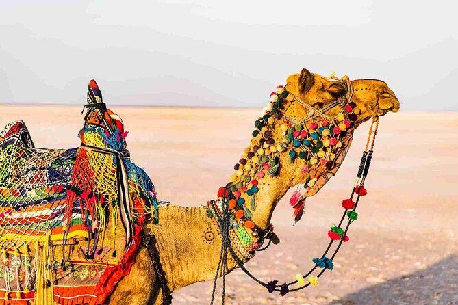 3 day private tour of Rann of Kutch from Ahmedabad - The Itinerary Breakdown: What You’ll Truly Experience