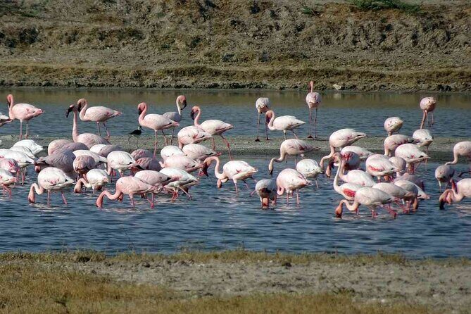 3 day private tour of Rann of Kutch from Ahmedabad - Who Should Consider This Tour?