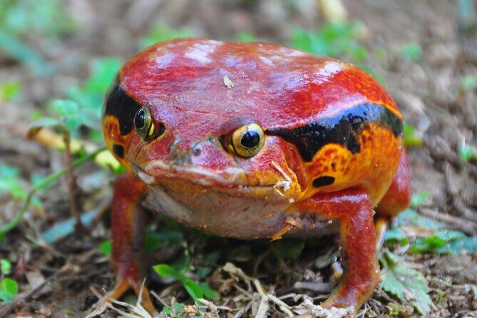 3-Day Private Tour to Andasibe National Park - Introduction