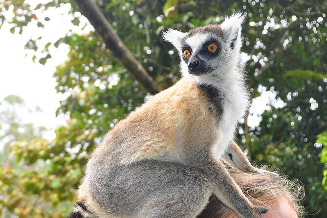 3-Day Private Tour to Andasibe National Park - Who Would Love This Tour?