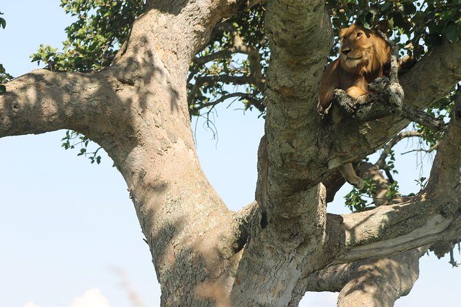 3-Day Queen Elizabeth and Chimpanzees-Join a Group! - An In-Depth Look at the 3-Day Queen Elizabeth and Chimpanzees Tour
