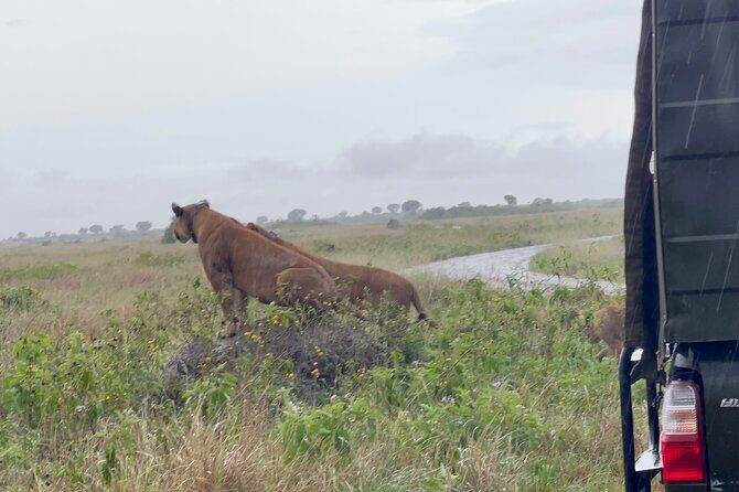 3 Day Queen Elizabeth National Park Budget Tour - A Closer Look at the 3-Day Queen Elizabeth National Park Budget Tour