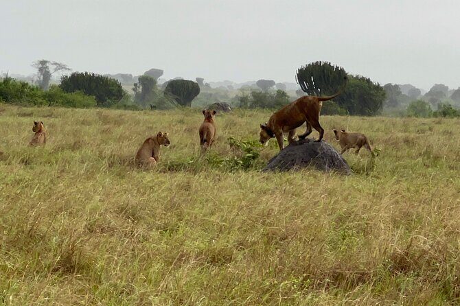3 Day Queen Elizabeth National Park Budget Tour - Authentic Experiences and Insider Knowledge