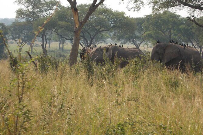 3-Day Queen Elizabeth safari - What Does the Price of $1,100 Offer?