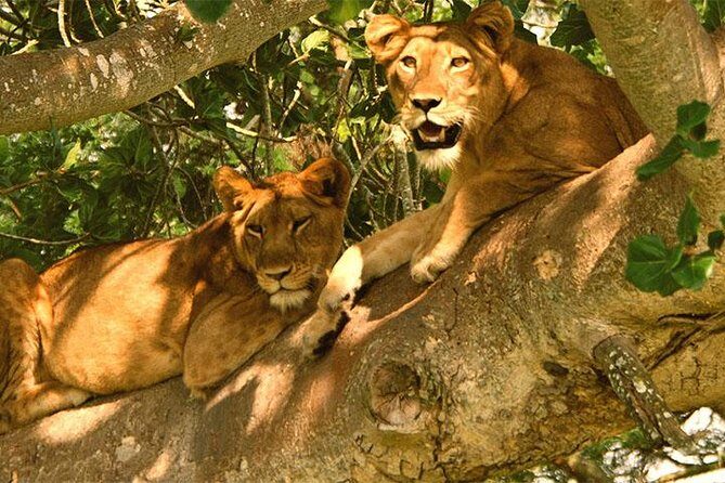 3-Day Queen Elizabeth safari - Transportation and Timing