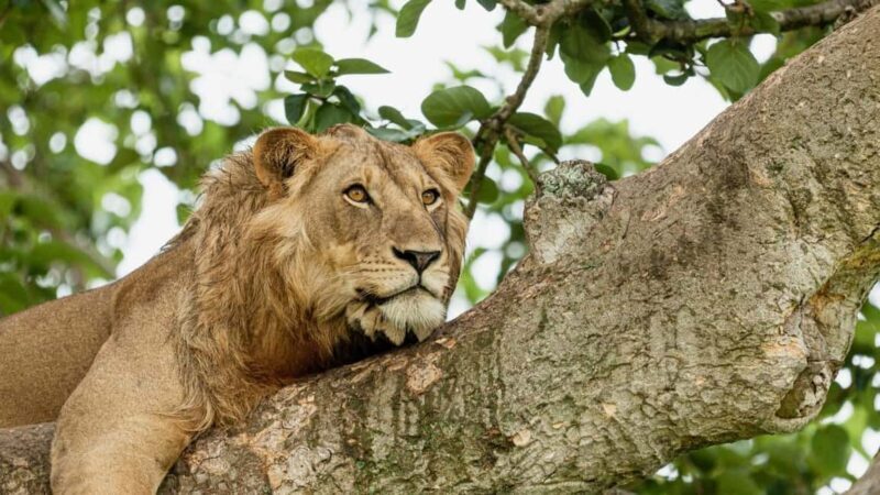 3-Day Queen Elizabeth Wildlife Safari - Day 2: Full Day of Wildlife and Waterway