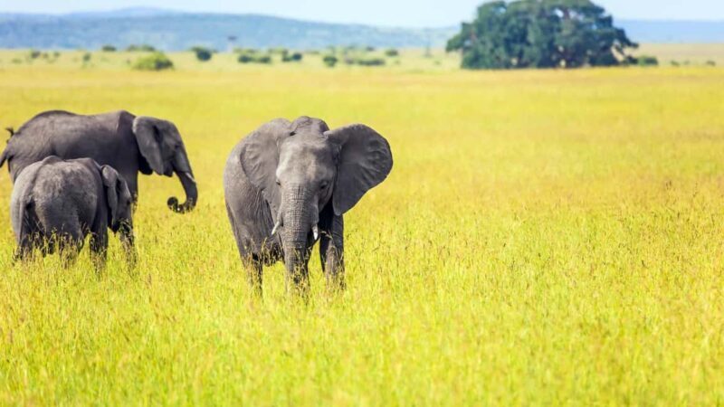 3-Day Queen Elizabeth Wildlife Safari - Considerations for Travelers