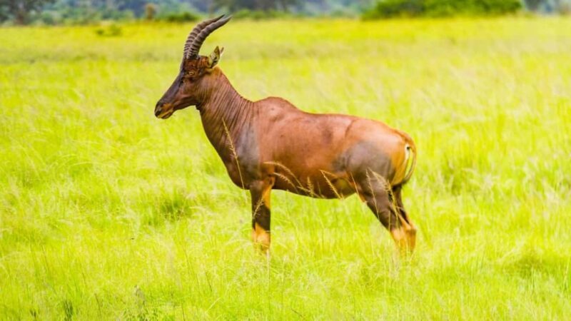 3-Day Queen Elizabeth Wildlife Safari - Who Will Love This Tour?