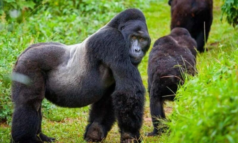 3-Day Rwanda Gorilla Safari and Golden Monkey Trek - Key Points