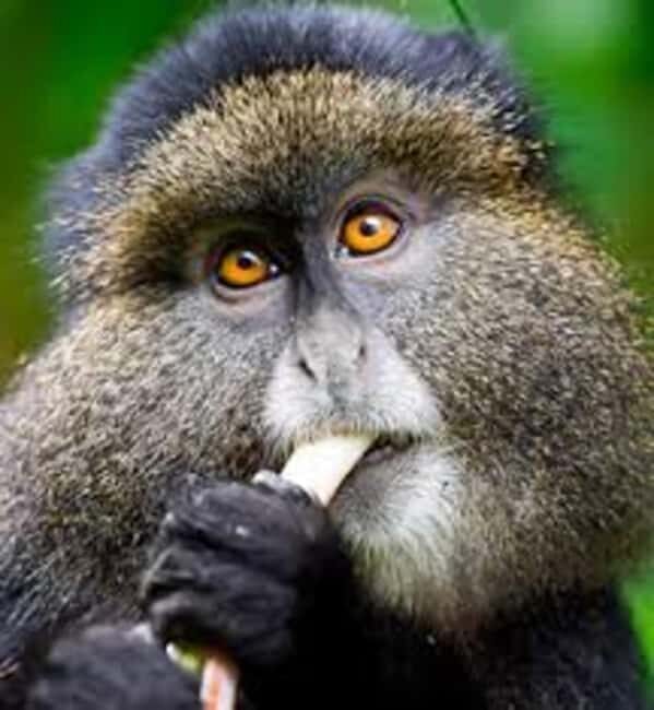 3-Day Rwanda Gorilla Safari and Golden Monkey Trek - Frequently Asked Questions