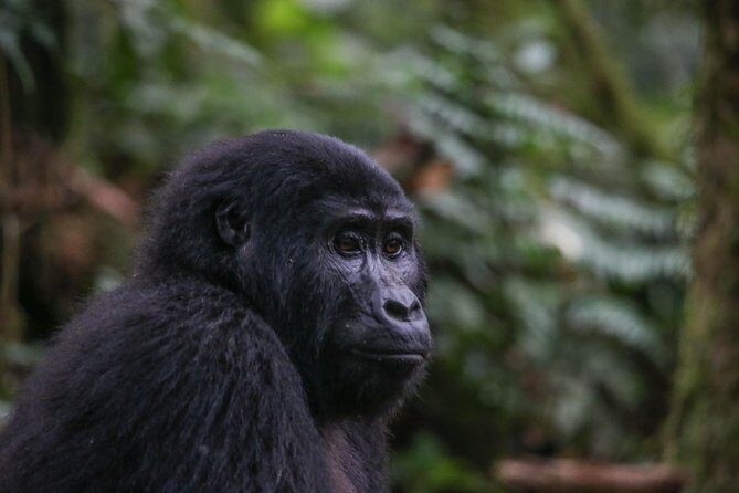 3-Day Rwanda Gorilla Safari - What Makes This Tour Stand Out?