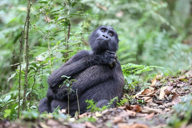3-Day Rwanda Gorilla Safari - Final Thoughts: Is This Tour for You?