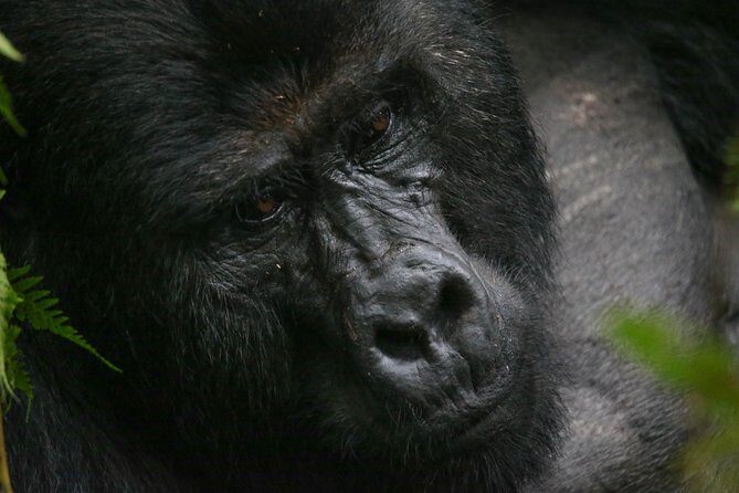 3-Day Rwanda Gorilla Safari - FAQ