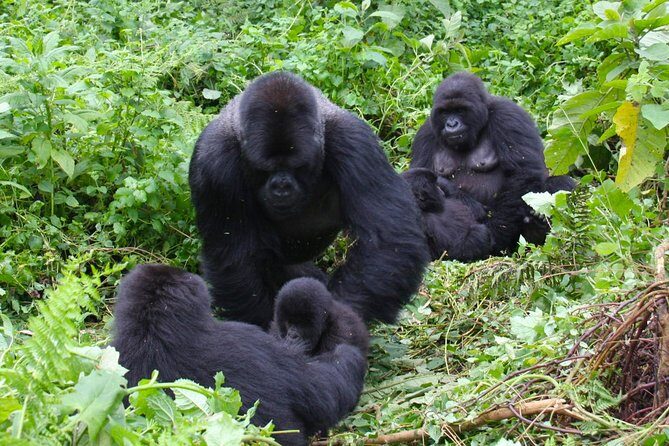 3 Day Rwanda to Uganda gorilla trekking Safari - What the Tour Includes and Its Value