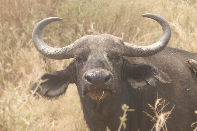 3 Day Safari from Arusha: Serengeti and Ngorongoro - FAQ
