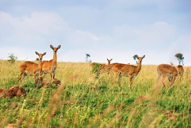 3-Day Safari in Queen Elizabeth National Park Uganda from Kampala - Key Points