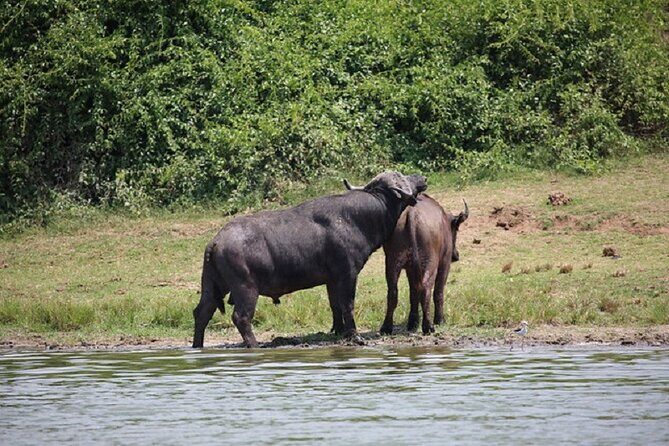 3-Day Safari in Queen Elizabeth National Park Uganda from Kampala - Day 2: Wildlife and Water - Game Drive and Kazinga Channel