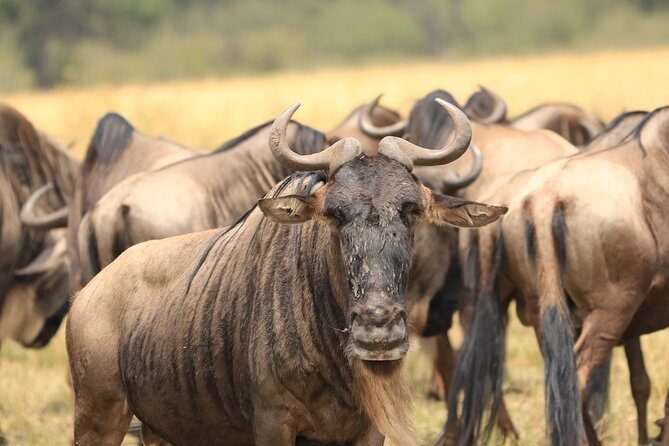 3-Day Safari in Serengeti & Ngorongoro(Mid-range) - An In-Depth Look at the 3-Day Safari Experience