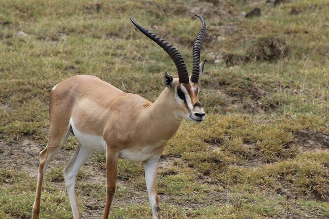 3-Day Safari in Serengeti & Ngorongoro(Mid-range) - Final Thoughts